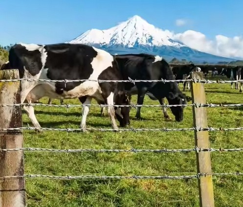 Double Twist Barbed Wire for Uneven Farm Boundaries